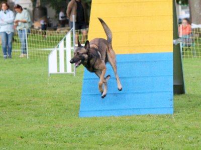 Concours d'agility,  les photos du dimanche