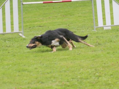Concours d'agility, les photos du samedi