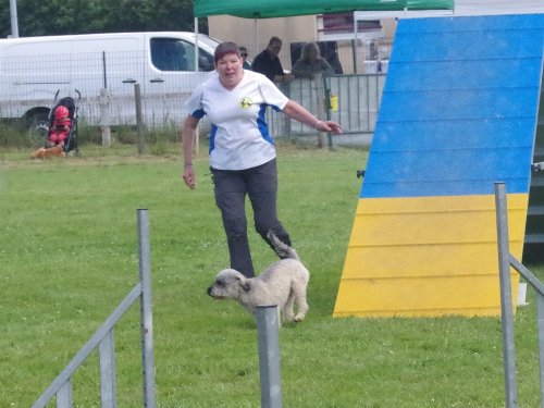 Concours d'agility, Montret, 23 juin 2024