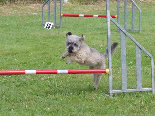 Concours d'agility, Montret, 23 juin 2024