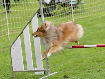 Concours d'agility, les photos du samedi