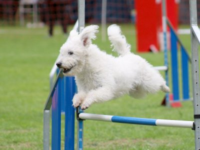 Concours d'agility, les photos du samedi