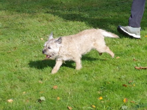 Concours d'agility, Châtenoy le royal 29 septembre 2024