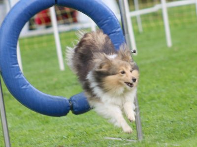 Concours d'agility, les photos du samedi