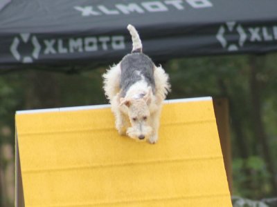 Concours d'agility, les photos du samedi