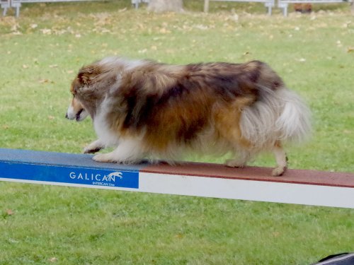 Concours d'agility, Châtenoy le royal 29 septembre 2024