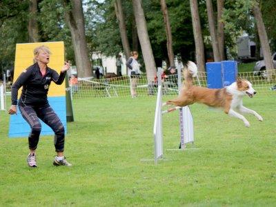 Concours d'agility,  les photos du dimanche