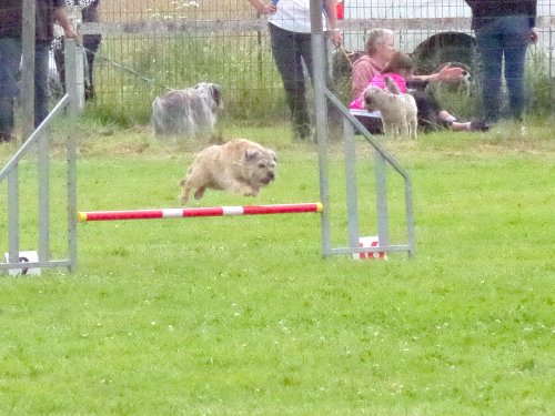 Concours d'agility, Montret, 23 juin 2024