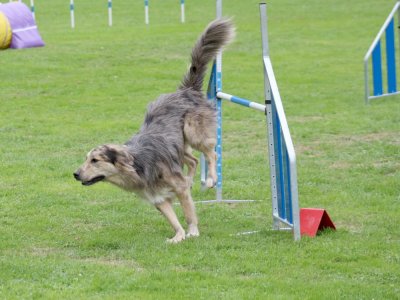 Concours d'agility, les photos du samedi