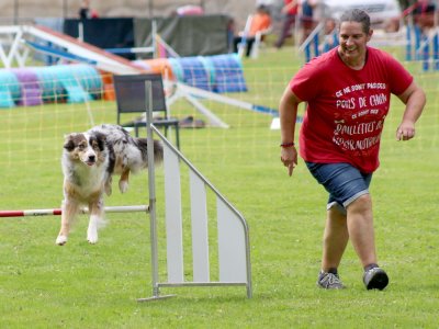 Concours d'agility, les photos du samedi