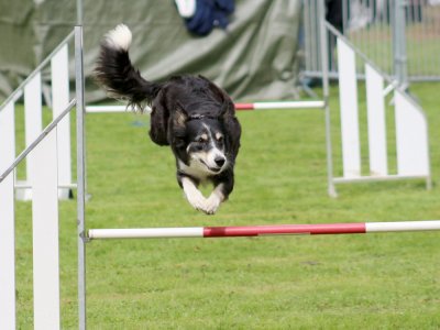 Concours d'agility, les photos du samedi