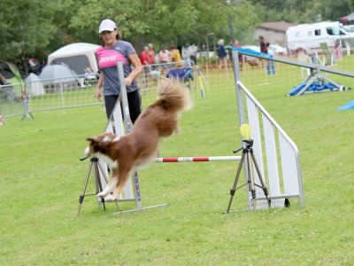 Concours d'agility,  les photos du dimanche
