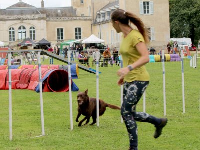 Concours d'agility,  les photos du dimanche