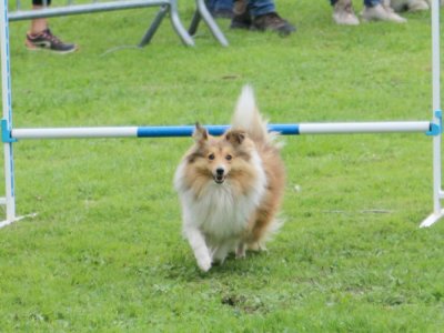 Concours d'agility, les photos du samedi