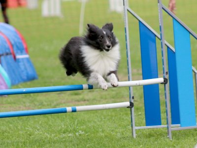 Concours d'agility, les photos du samedi