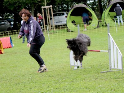 Concours d'agility,  les photos du dimanche