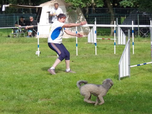 Concours d'agility, Sanvignes, 27 juillet 2024