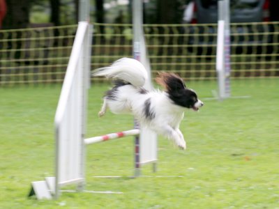 Concours d'agility, les photos du samedi