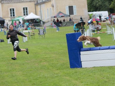 Concours d'agility,  les photos du dimanche