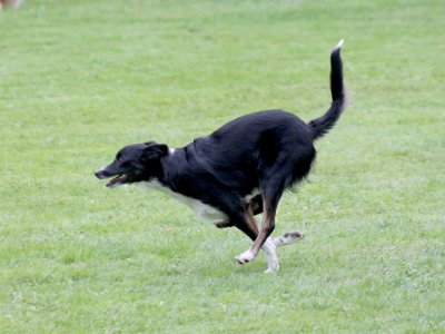 Concours d'agility, les photos du samedi