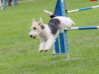 Concours d'agility, les photos du samedi