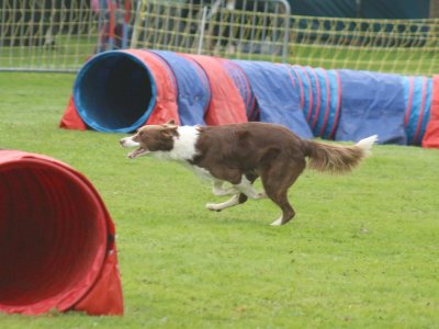 Concours d'agility, les photos du samedi