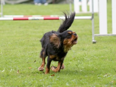 Concours d'agility, les photos du samedi