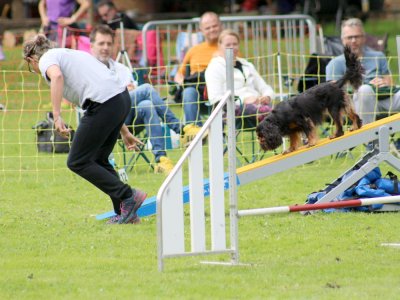 Concours d'agility, les photos du samedi