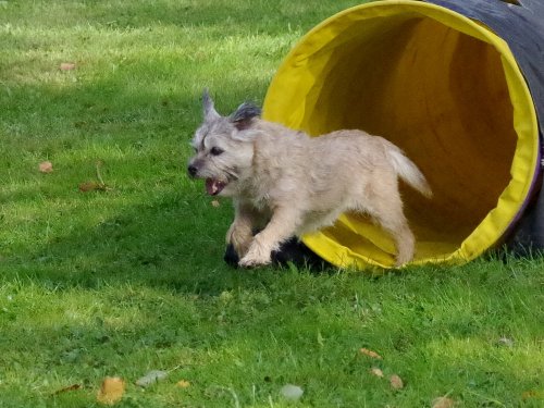 Concours d'agility, Châtenoy le royal 29 septembre 2024