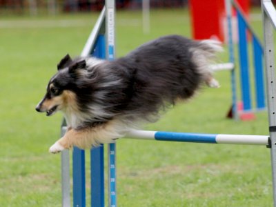 Concours d'agility, les photos du samedi