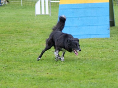 Concours d'agility,  les photos du dimanche