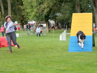 Concours d'agility,  les photos du dimanche