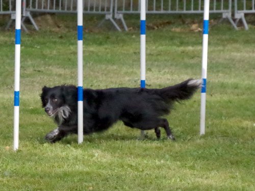 Concours d'agility, Châtenoy le royal 29 septembre 2024