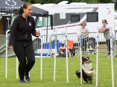 Concours d'agility,  les photos du dimanche