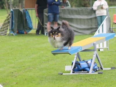 Concours d'agility, les photos du samedi