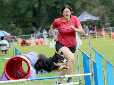 Concours d'agility, les photos du samedi