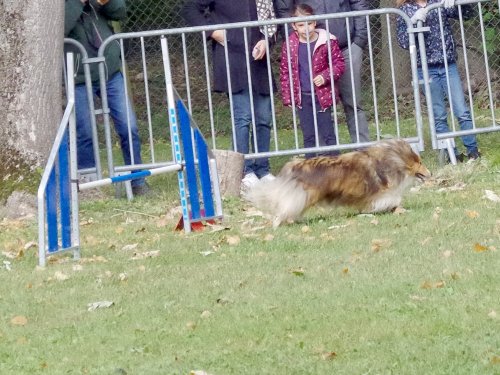 Concours d'agility, Châtenoy le royal 29 septembre 2024