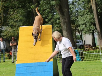 Concours d'agility,  les photos du dimanche