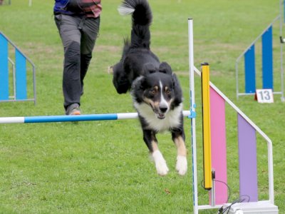 Concours d'agility, les photos du samedi