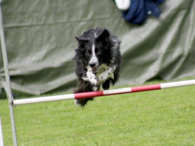 Concours d'agility, les photos du samedi