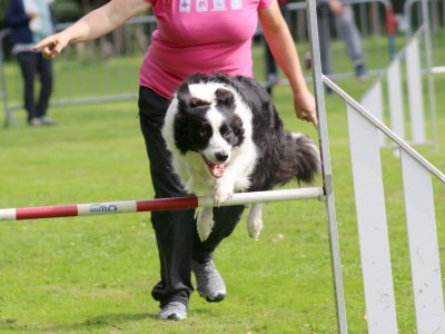 Concours d'agility, les photos du samedi