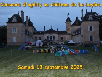Concours d'agility, les photos du samedi