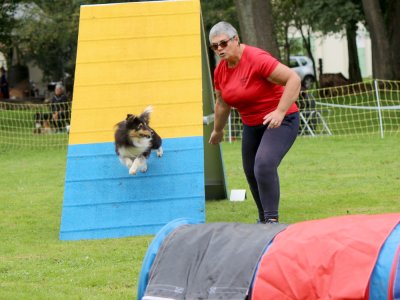 Concours d'agility,  les photos du dimanche