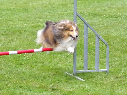 Concours d'agility, Montret, 23 juin 2024