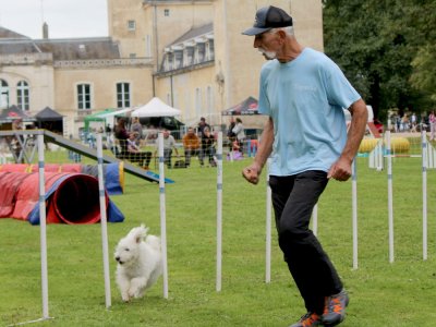 Concours d'agility,  les photos du dimanche