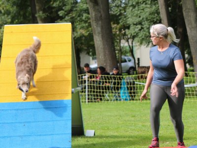 Concours d'agility,  les photos du dimanche