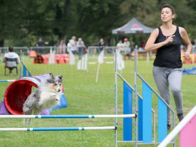 Concours d'agility, les photos du samedi