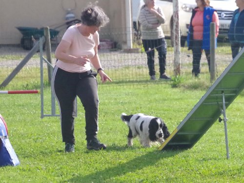 Concours d'agility, Montret, 23 juin 2024