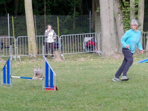 Concours d'agility, Châtenoy le royal 29 septembre 2024