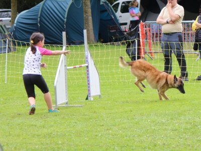 Concours d'agility,  les photos du dimanche